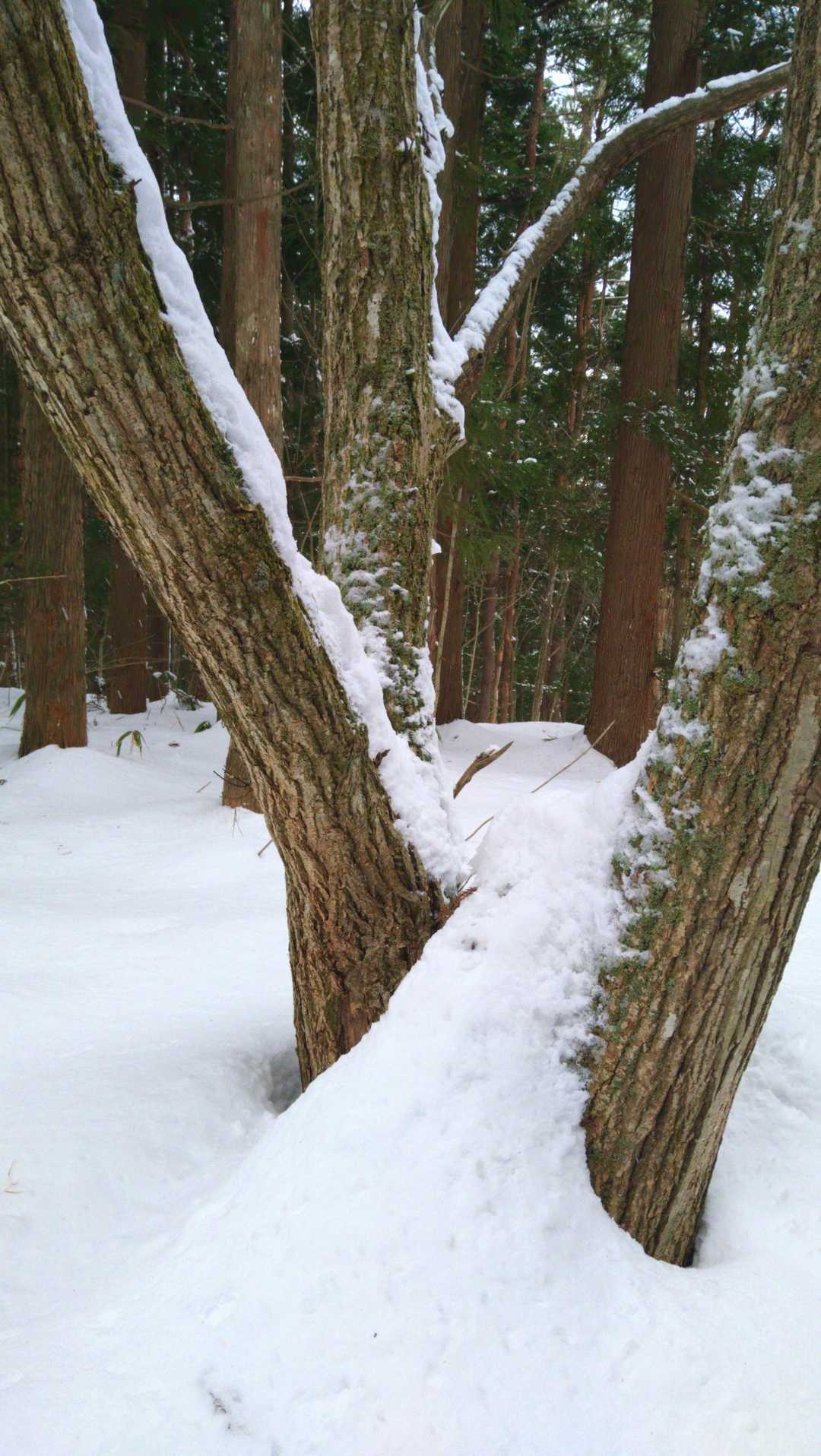 山頂何もないです