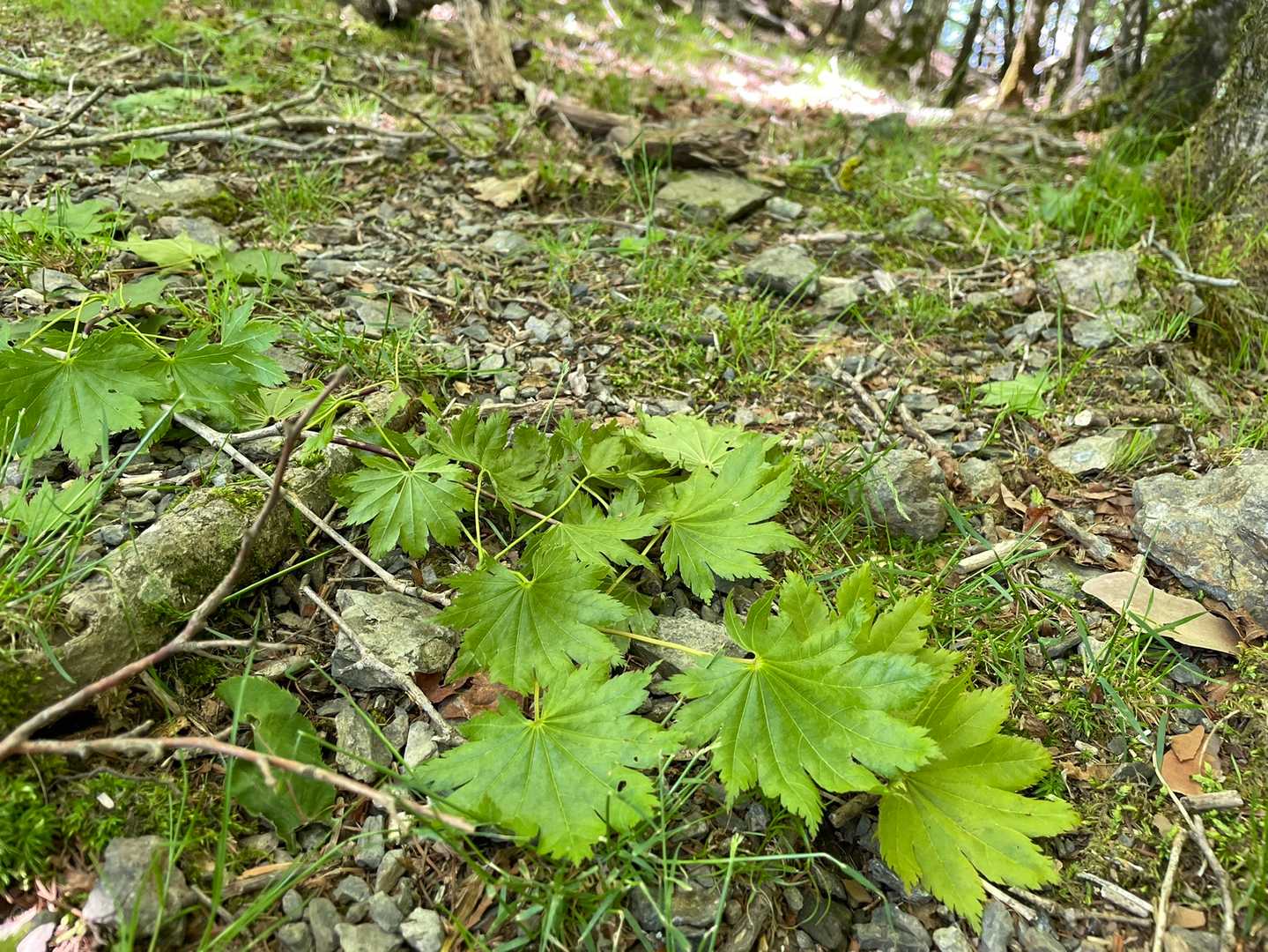 大雨だったせいか新鮮な落ち葉が沢山。