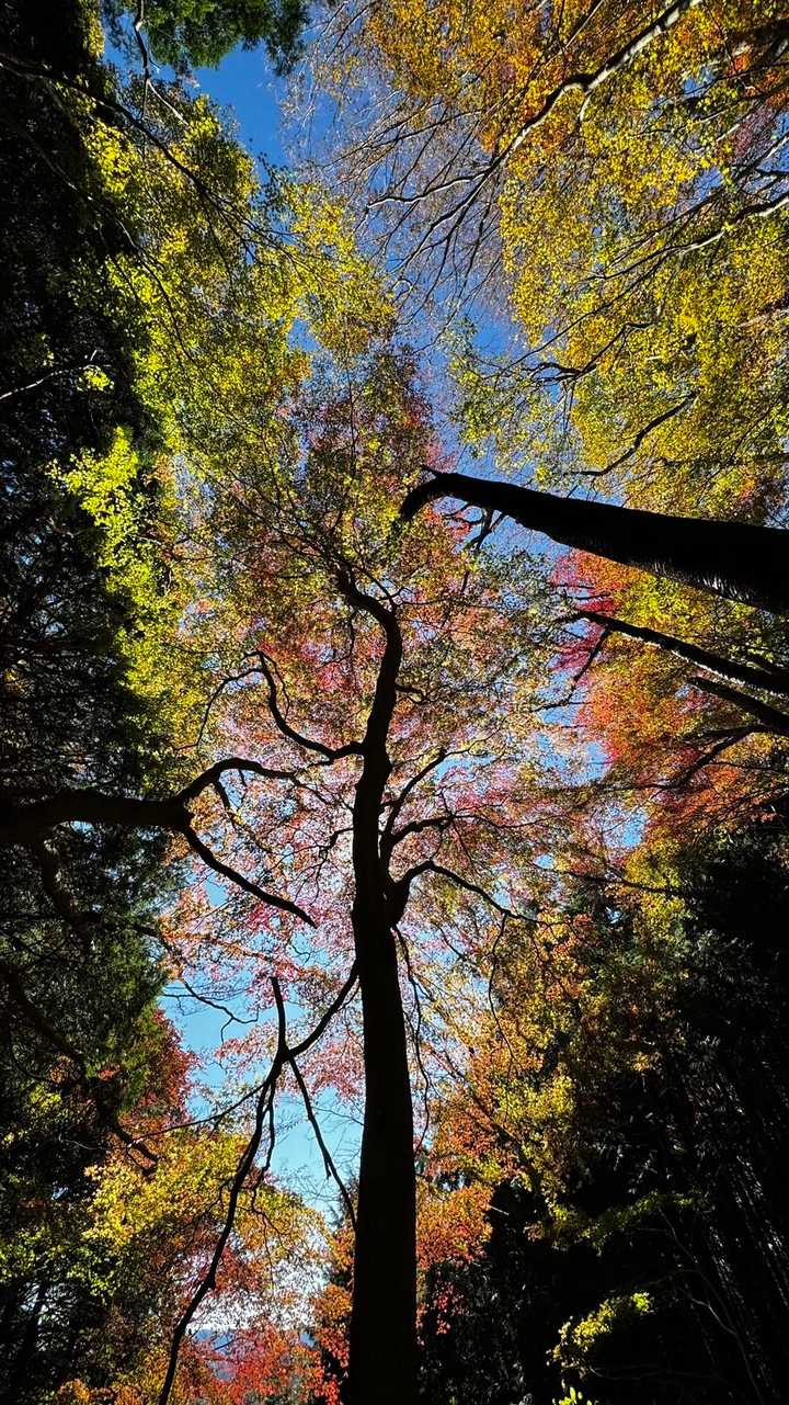 竪破山・胎内石・太刀割石〜奈々久良の滝 の写真 6
