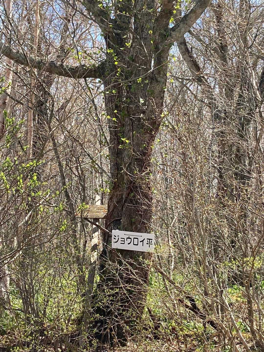 平庭峠-平庭岳 往復コースの写真