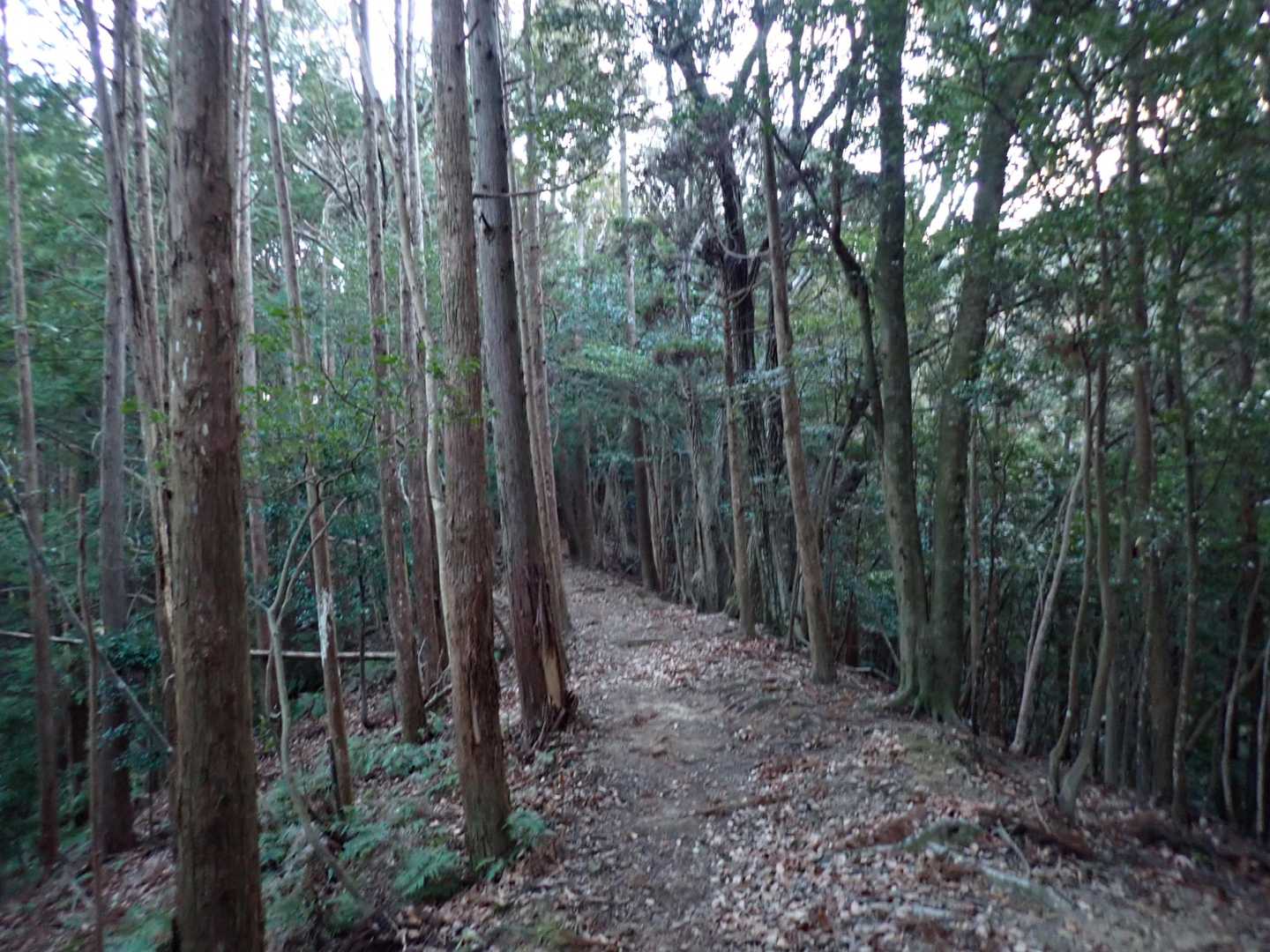 歩きやす！