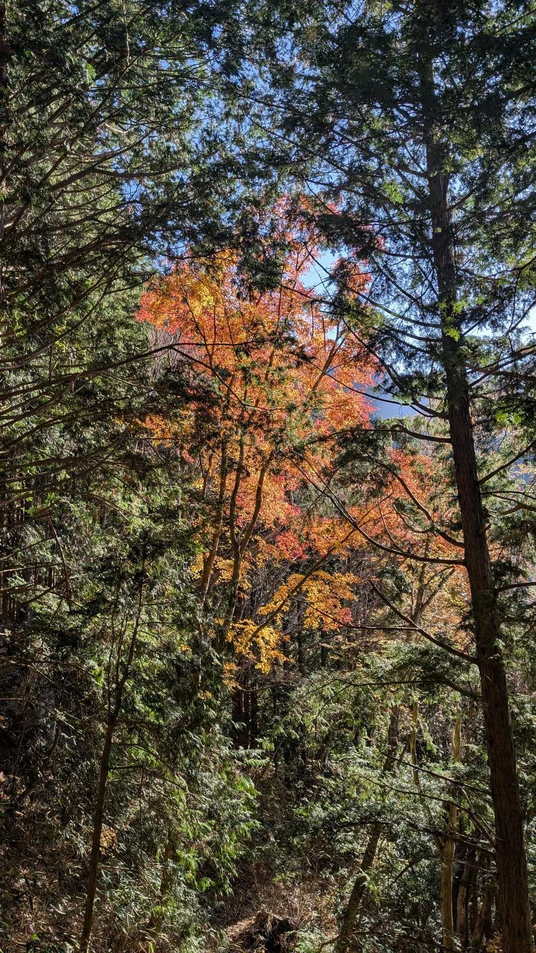 紅葉🍁