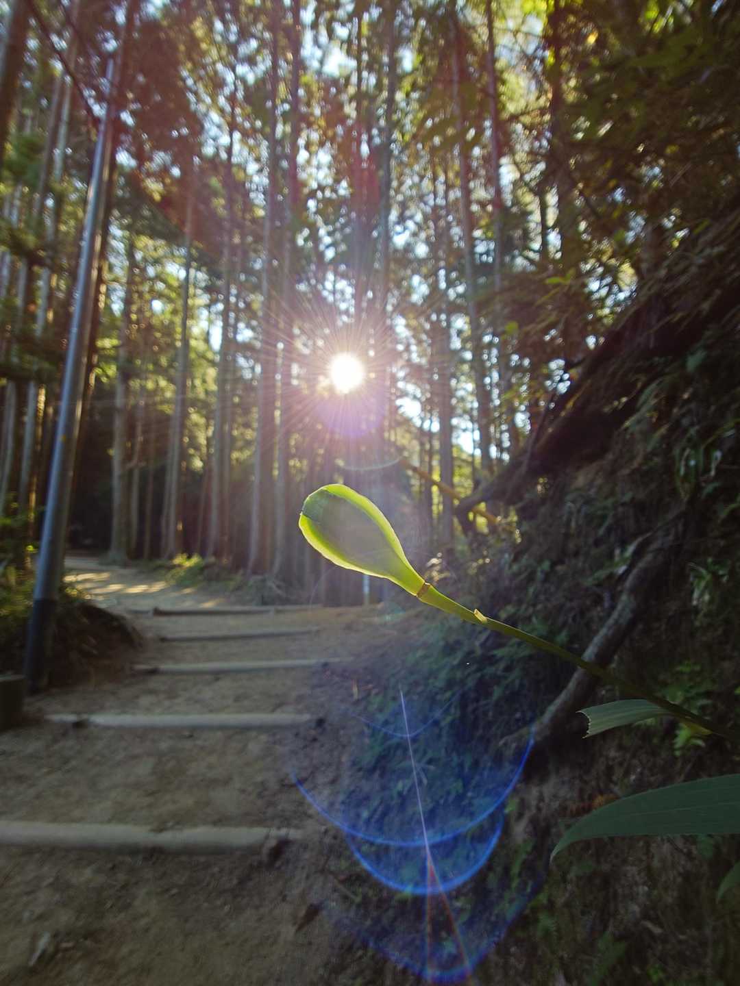 千早本道登山口-金剛山 往復コースの写真