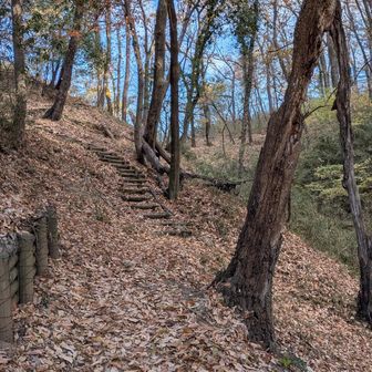 落ち葉だらけになったもんだ