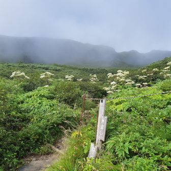 ここからお花ロード