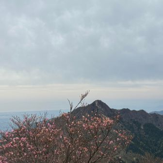 アカヤシオの向こうに鎌ヶ岳
