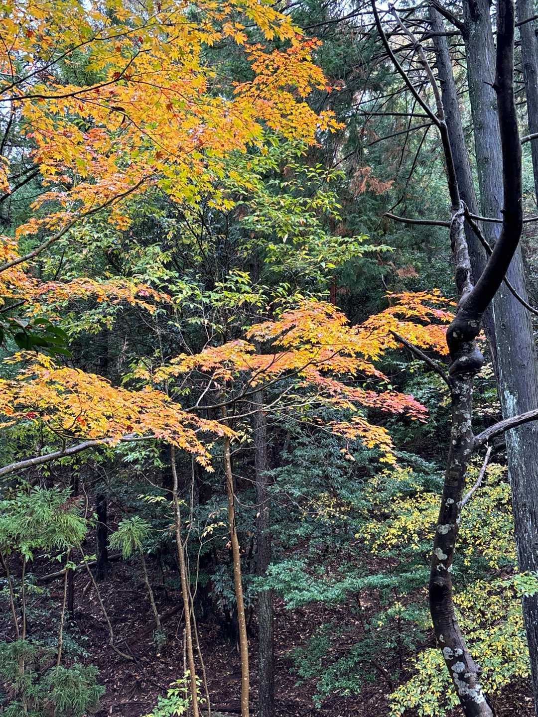紅葉🍁　少しあります