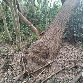 洞山山頂