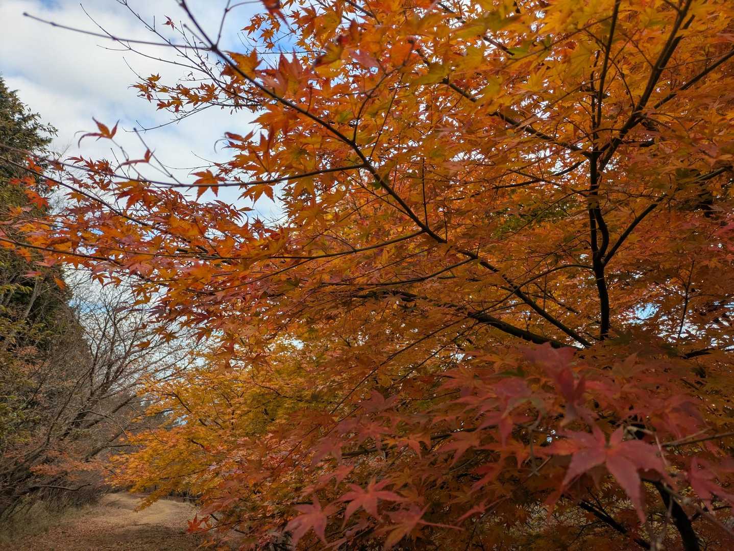この辺り紅葉ロード