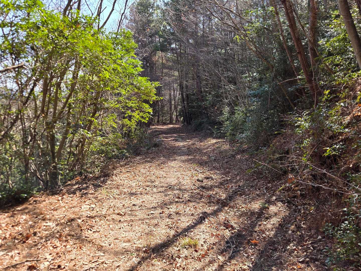 十畳岩コース登山口-549ピーク-小田山-小田山正面口 縦走コースの写真