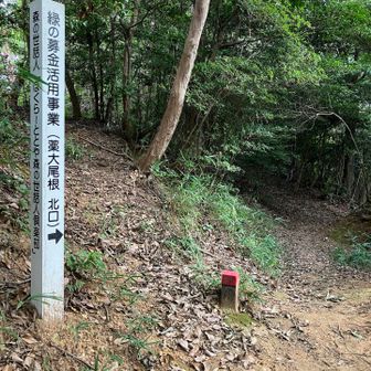 ２週間くらい前にフォロワーさんの投稿で、ミヤマウズラ👻が載ってて…
とりあえず探してみよう🚶🏻‍♀️‍➡️
