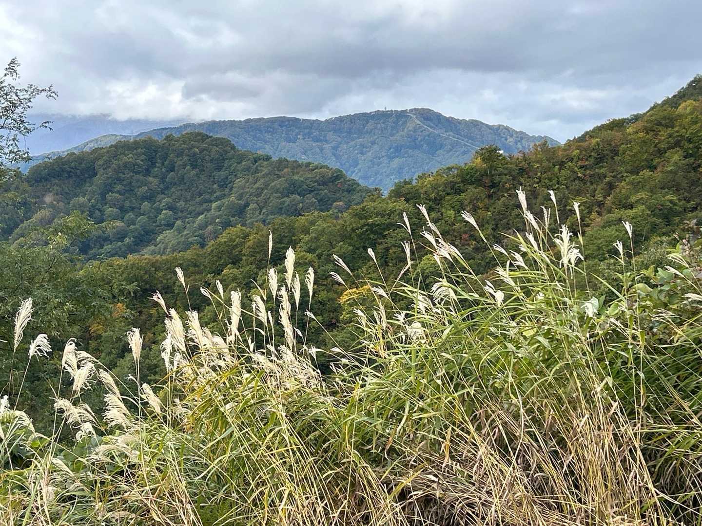 ススキ🌾