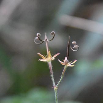 神輿草（げんのしょうこ）