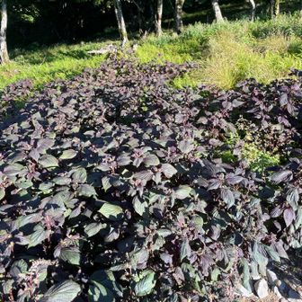御池の山頂付近はシソだらけ