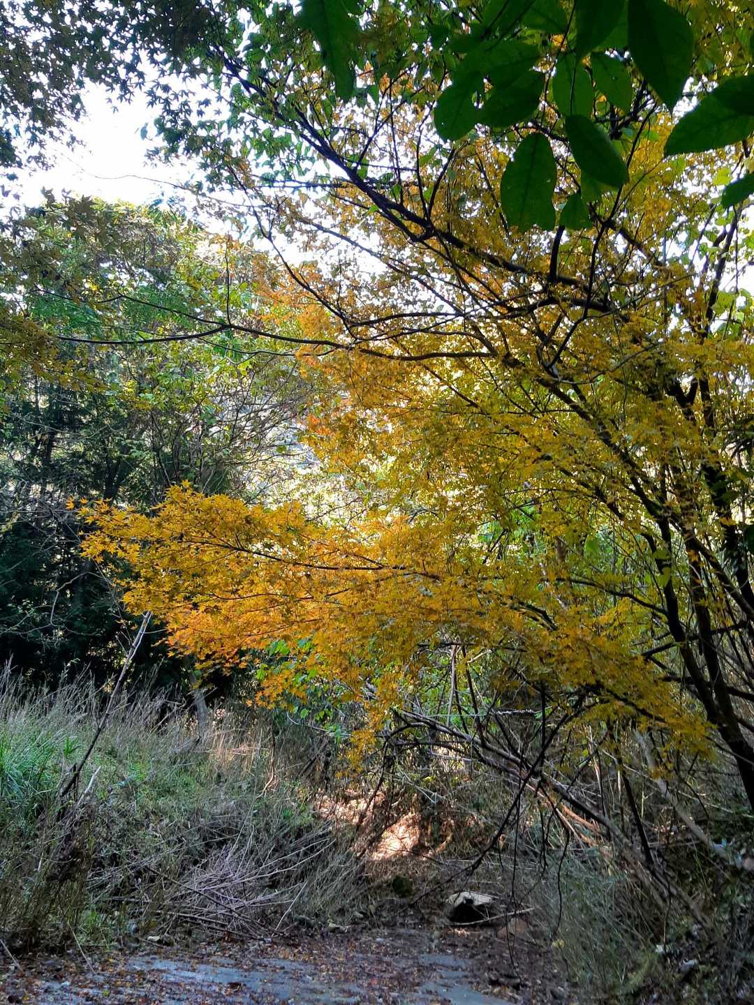 最後の古い林道の黄色い紅葉🍁