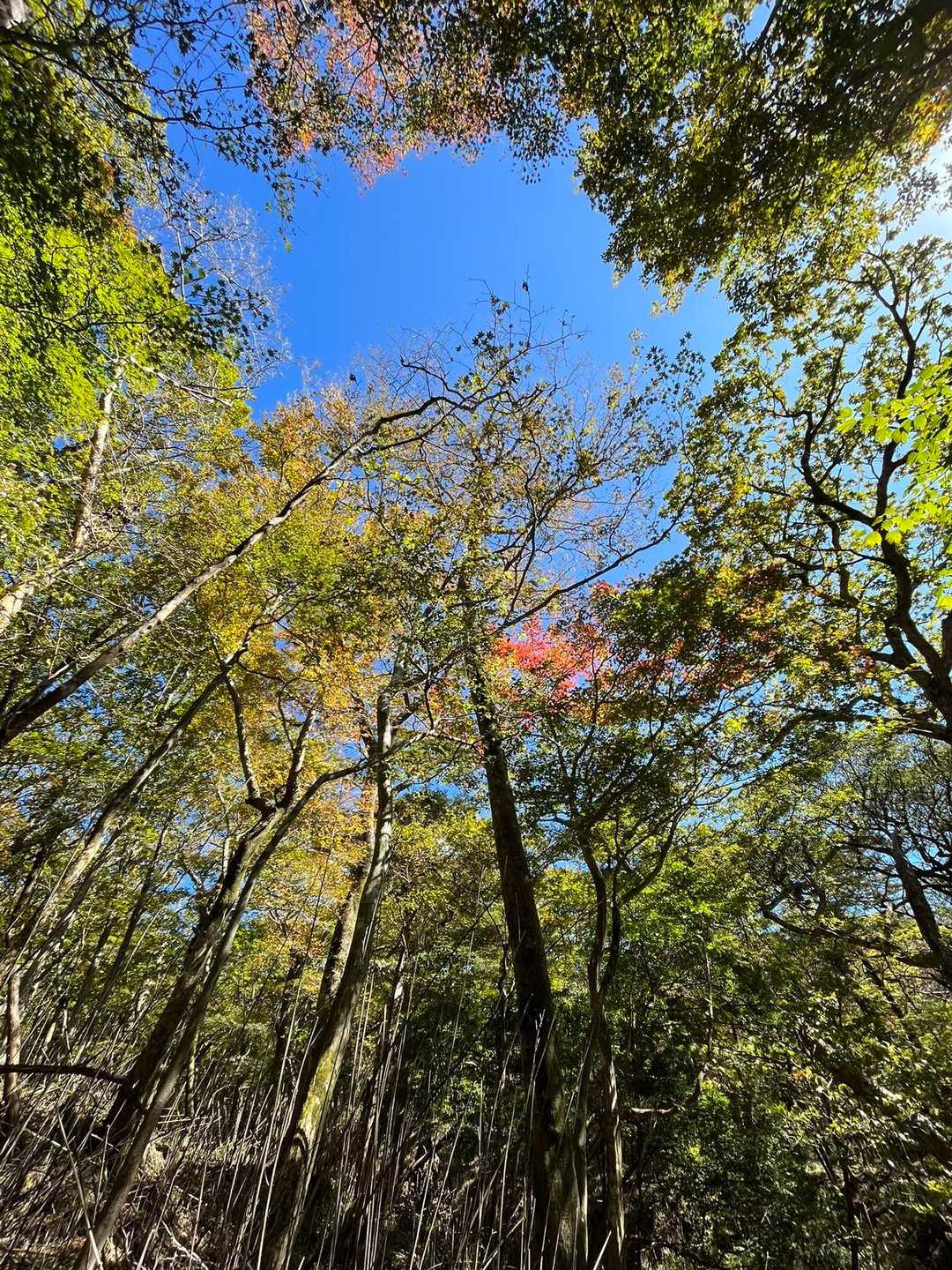 つつじヶ丘バス停-つつじヶ丘登山口-韓国岳 往復コースの写真