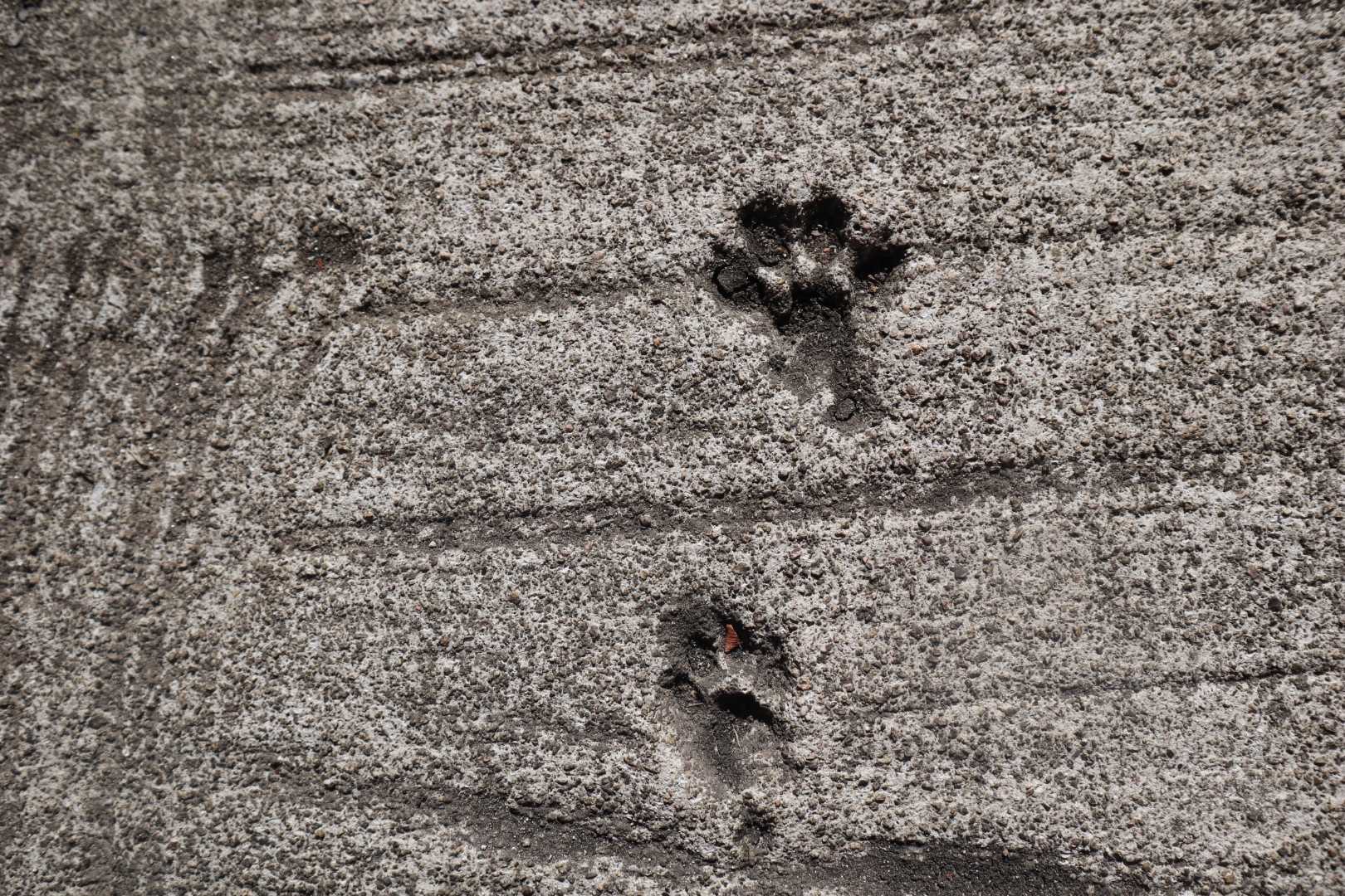 🐾♡