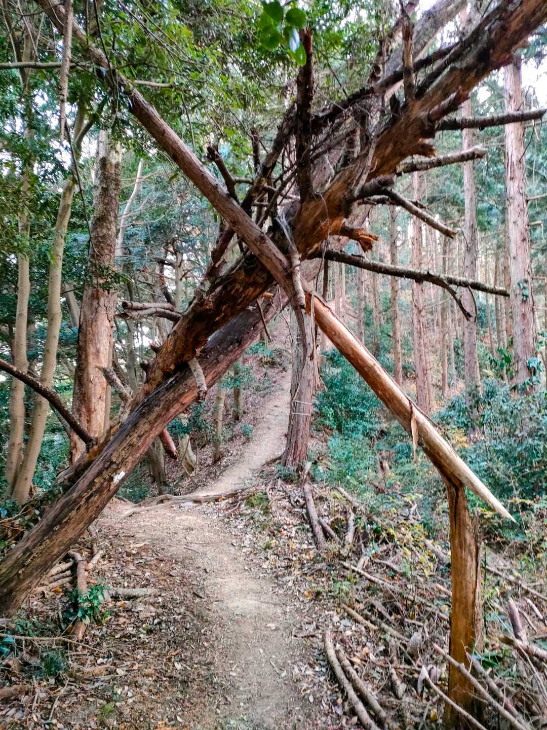 くぐって通過するのは怖かった倒木(;'∀')