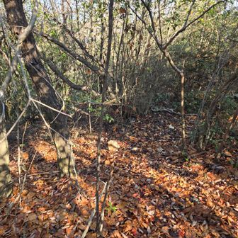 右へ行くと橋が使用禁止エリアの渡渉&キャンプエリアへの出口が封鎖されている為、
左へ。ティピーサイトエリアへ直帰する