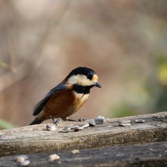 こちらはヒマワリの種