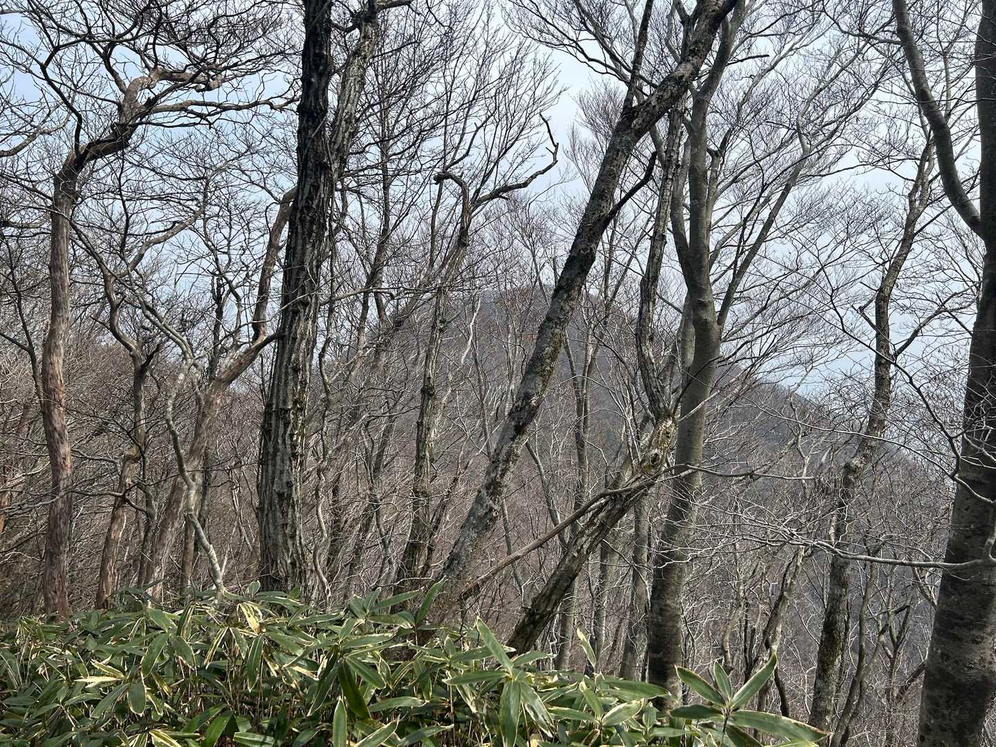 大江高山が見えてきました