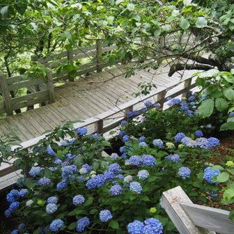 上の木道から