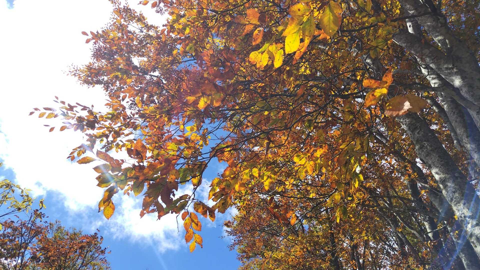 青空と紅葉！