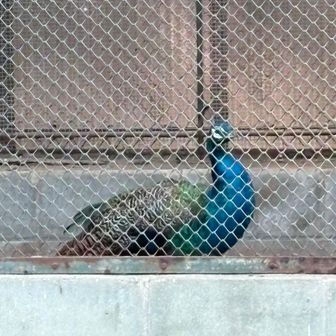 🦚