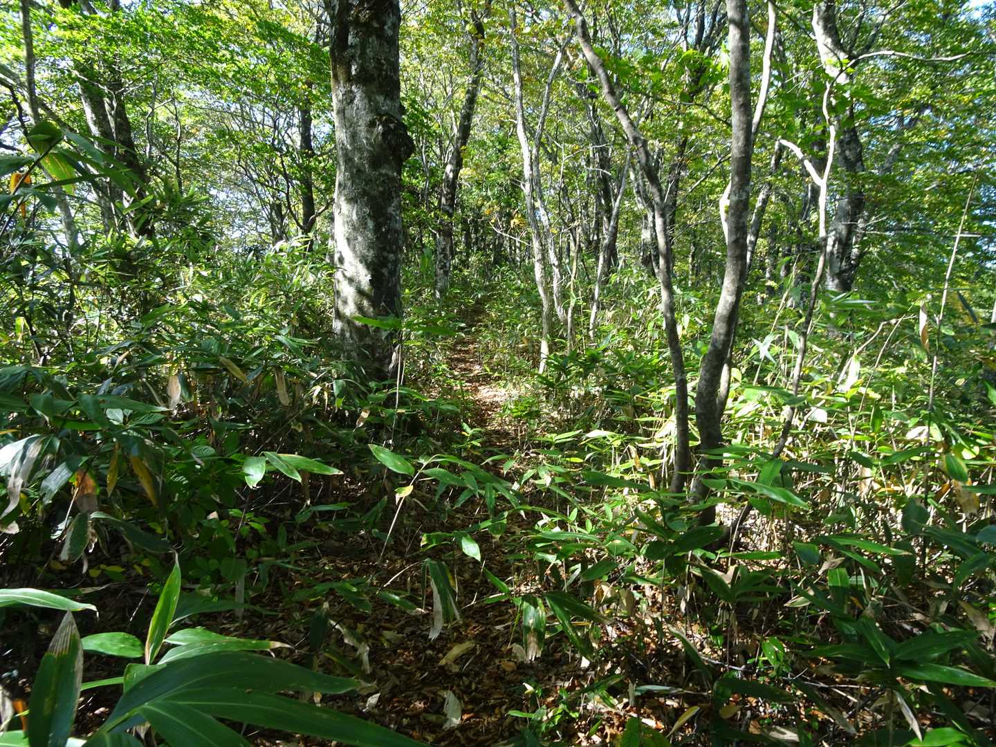 袴腰岳 往復コースの写真