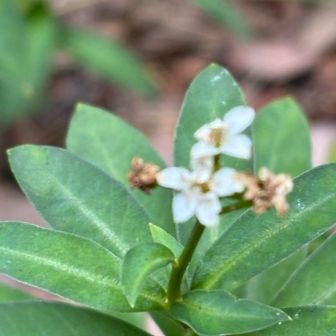 ヌマトラノオ
花が少なくなりました