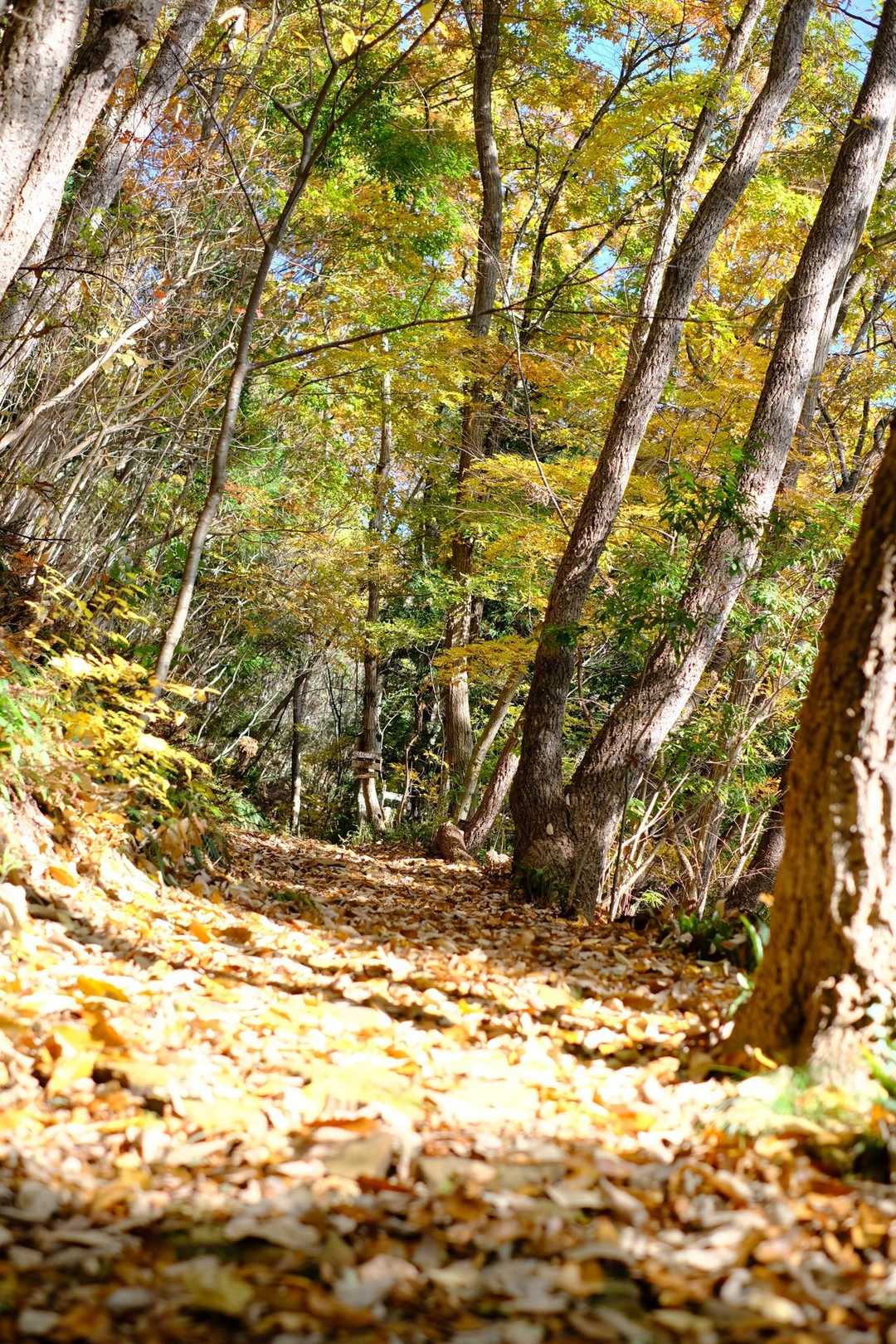 モグモグ💛
足元は落ち葉の絨毯でサクサク🍂