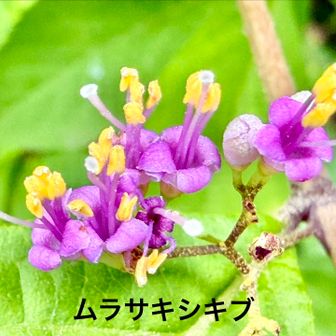 ムラサキシキブ（紫式部)
        シソ科ムラサキシキブ属