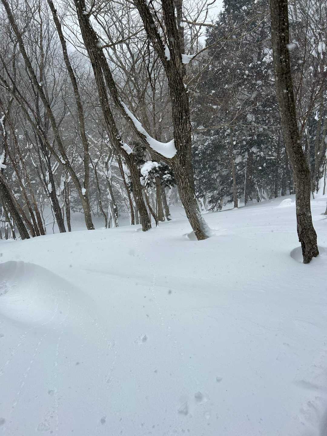 アラキ峠-権現山 往復コースの写真