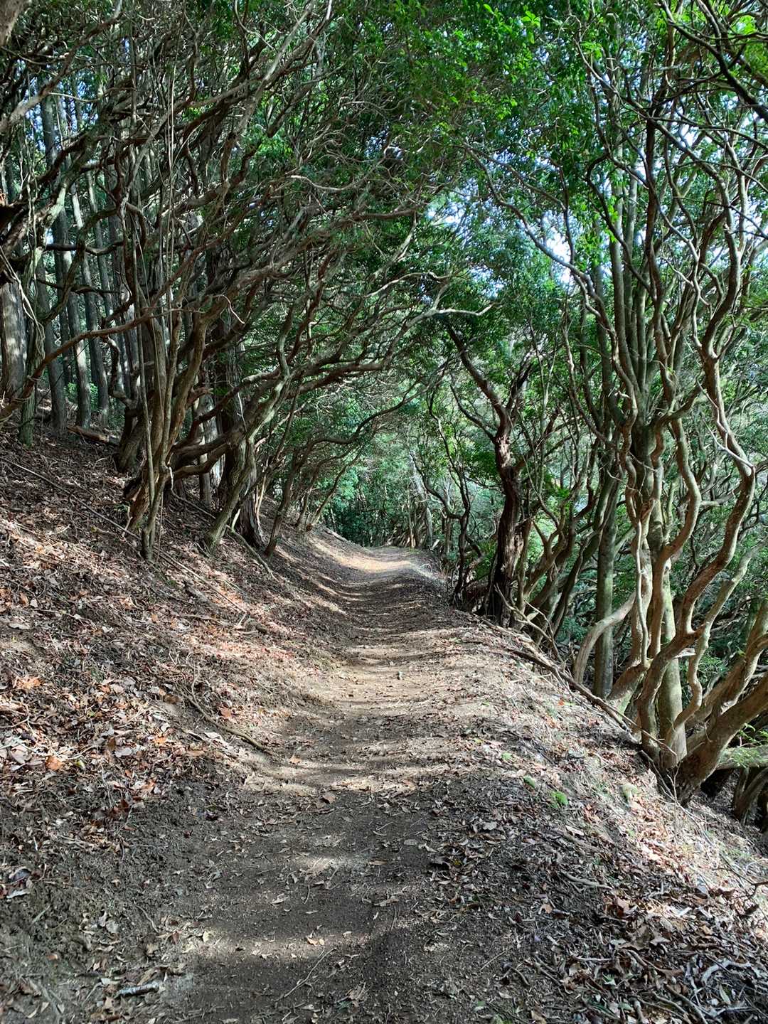 霊山寺登山口-霊山 周回コースの写真
