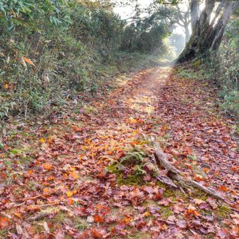 落葉の赤い絨毯の登山道
差し込む朝日☀