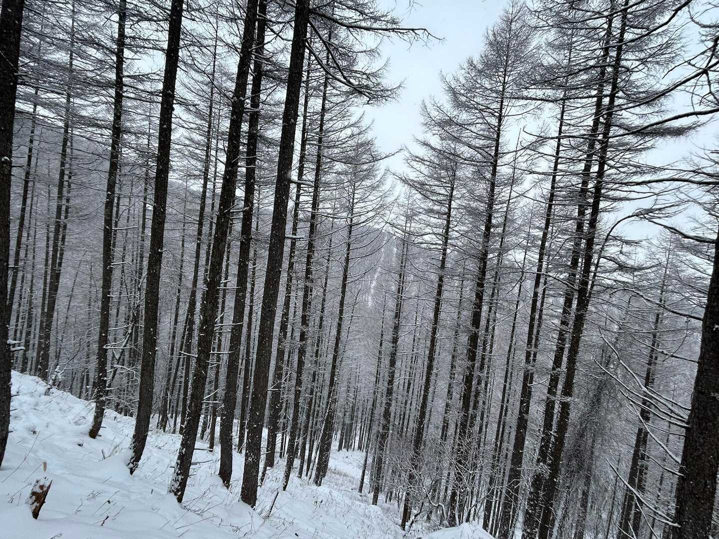 唐松の林