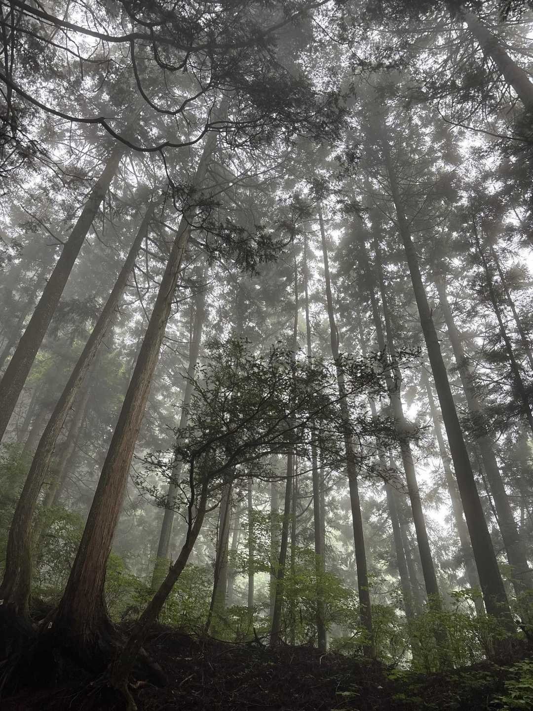 滝本駅-御嶽神社-御岳山 往復コースの写真