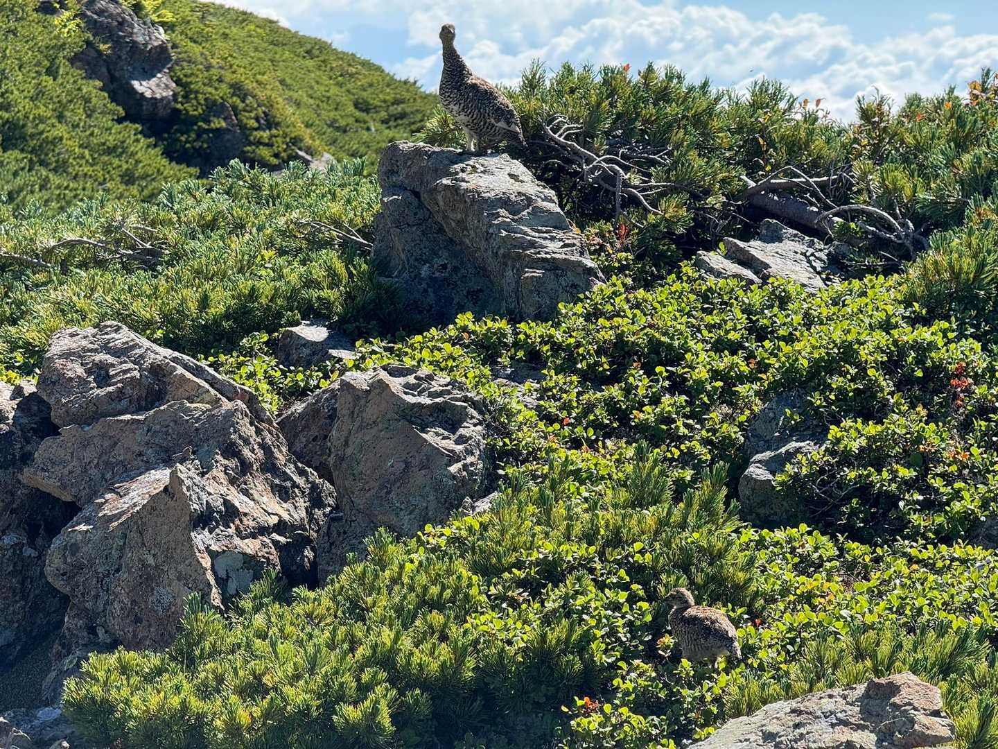 ゲート-大門沢登山道入口-広河内岳-大籠岳-白河内岳-笹山 縦走コースの写真