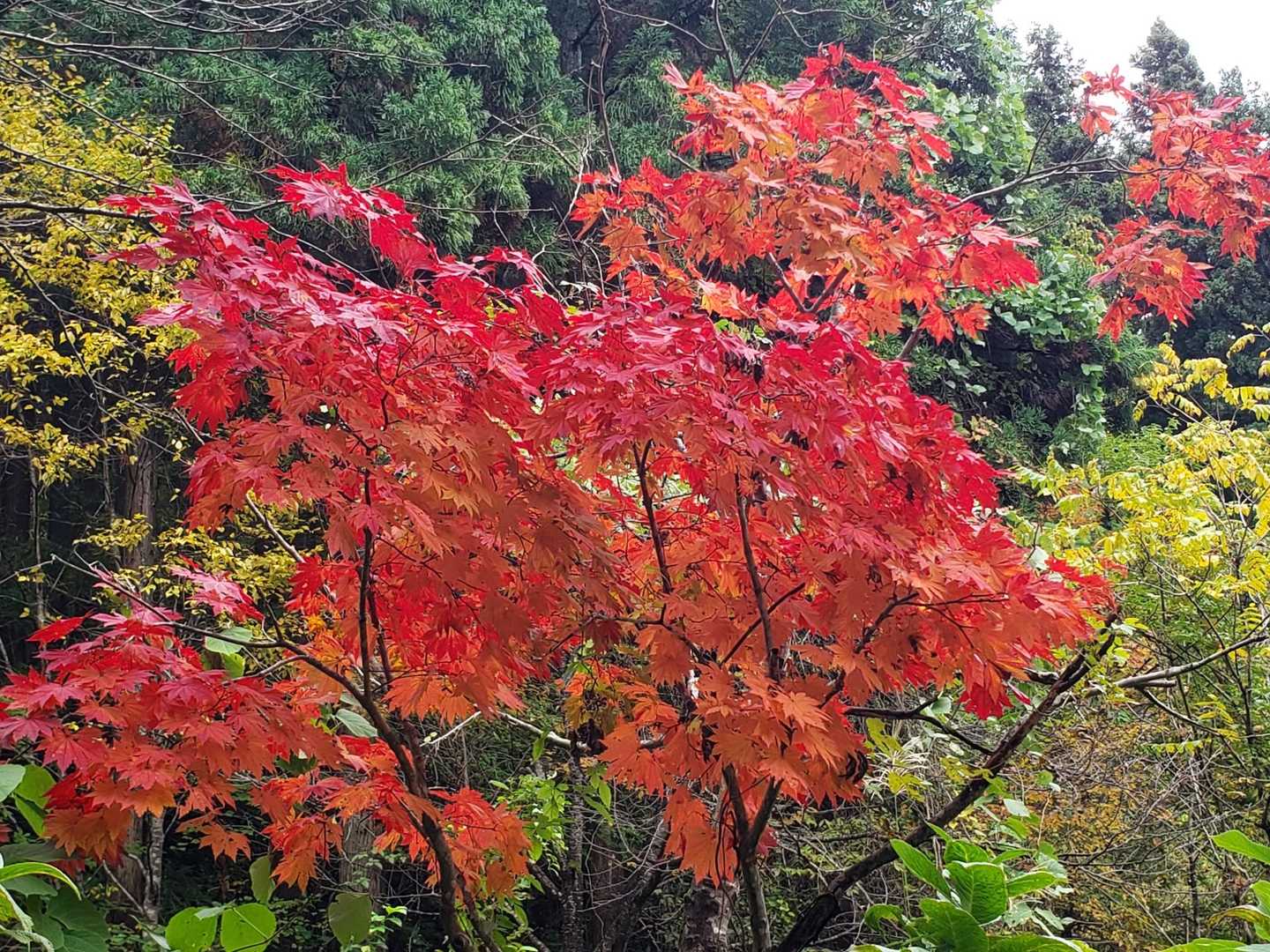 水晶山 往復コースの写真