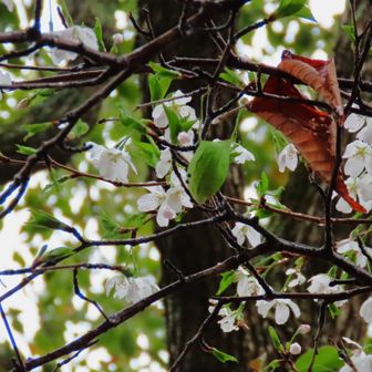 ウスタビガの繭がありました