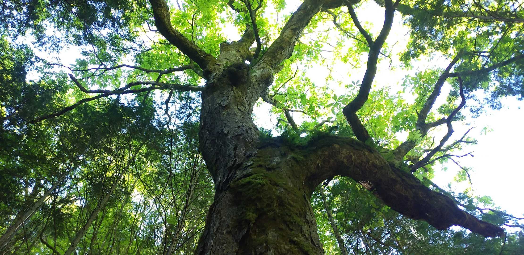 生き生きとした🌿葉っぱに
生命力を感じます。
元気もらいました😌