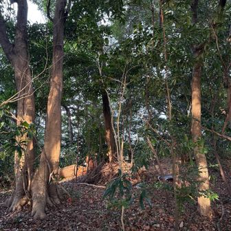 神社⛩️の裏側。