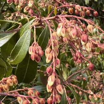 ここのアセビの花はとても濃い色です