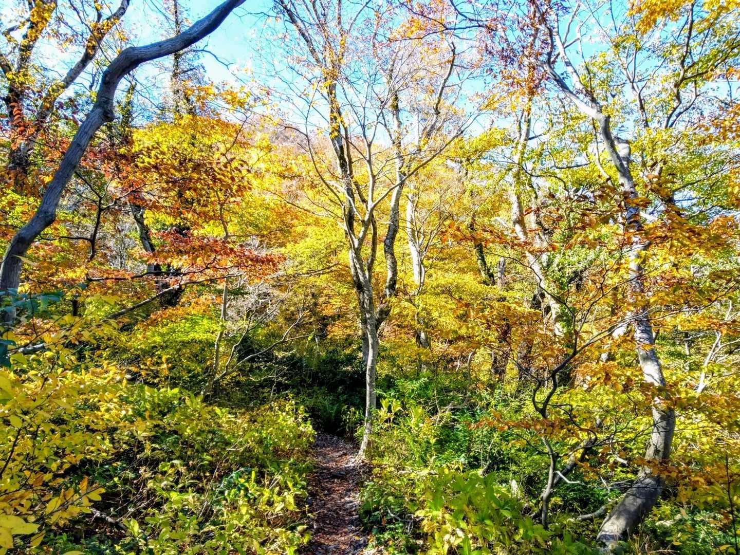 元谷から入って直ぐの登山道‼️