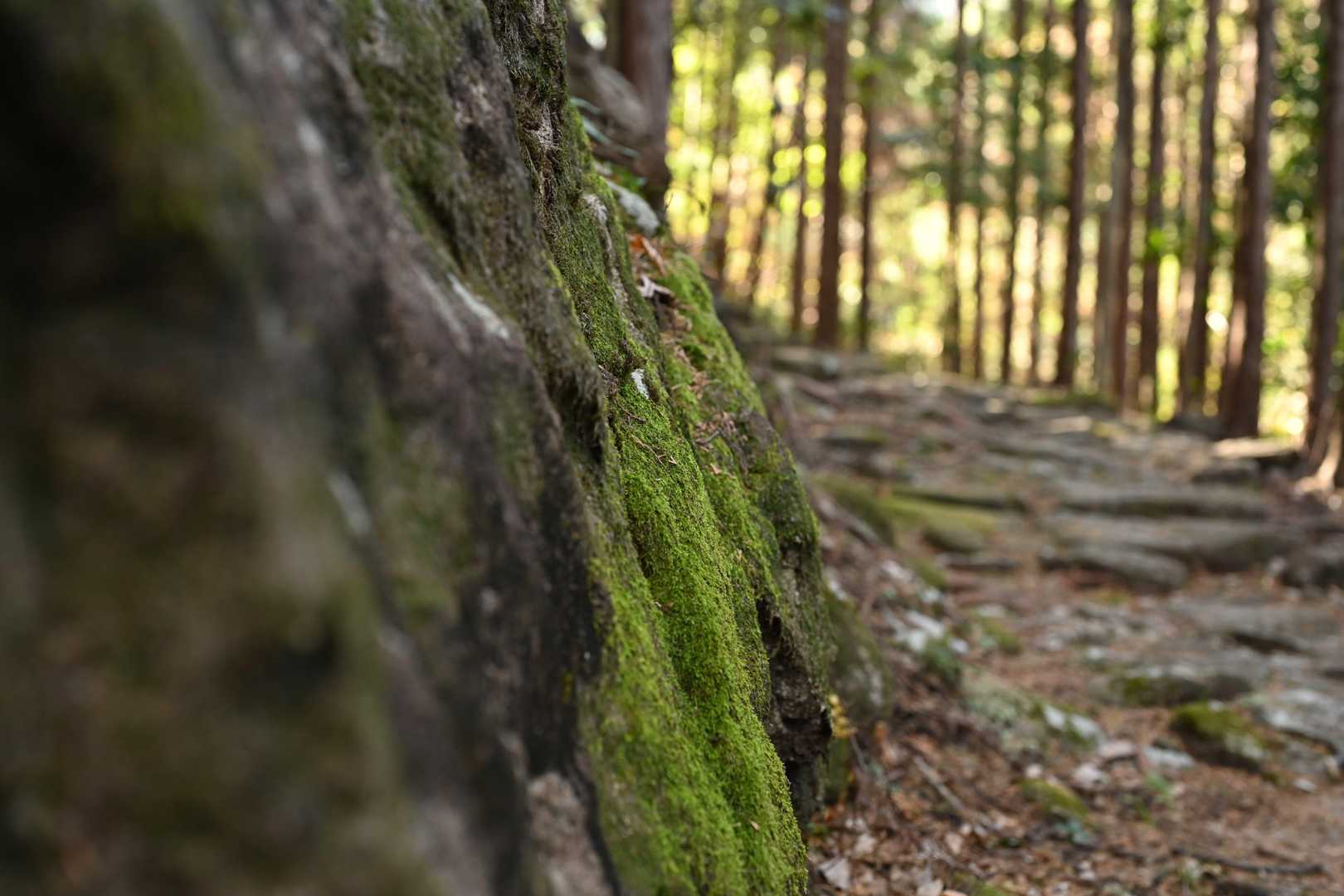 八鬼山越え登り口-九木峠-荒神堂-八鬼山-桜の森広場 往復コースの写真