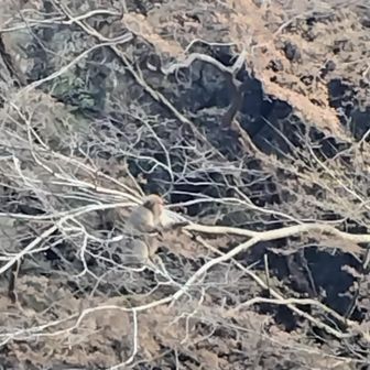 木の上、高い所に猿