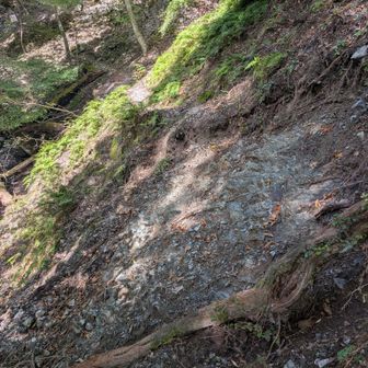 瀧神社の少し上の登山道が1.5mほど崩落しています。
上から迂回できそうなルートがあったので登ったら土が柔らかくて崩落し1mほど滑落。
怪我はありませんが、ズボンがドロドロになりました。