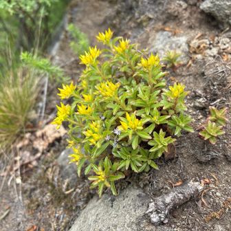 エゾノキリンソウ（蝦夷麒麟草）多分
こちらも山頂近くの岩場で一カ所だけ発見