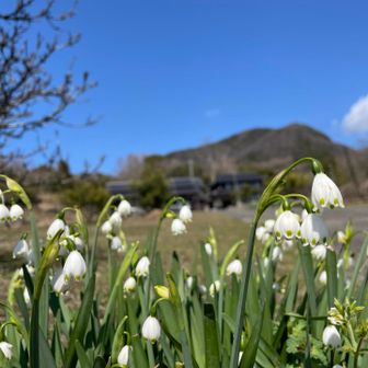 大好きなスノーフレーク🤍
