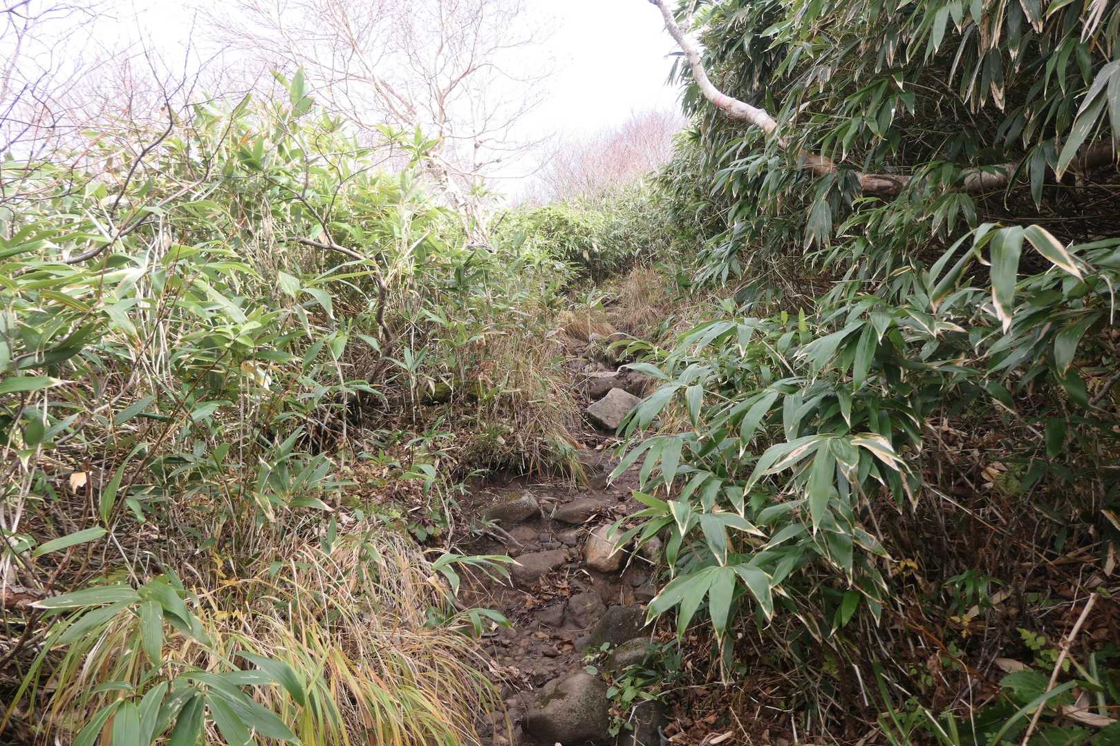 ますば緩やかに登ります。